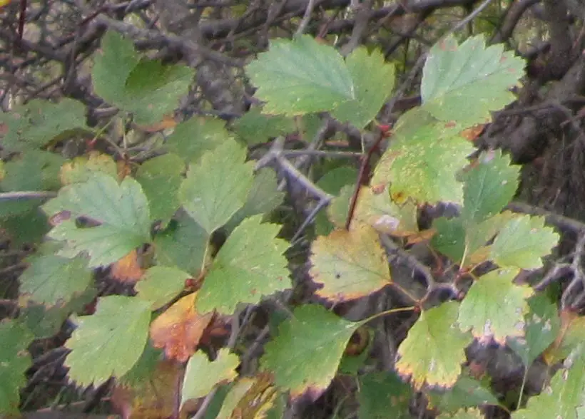 Hawthorn leaves.jpg